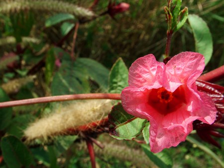 Hisbiscus Flower