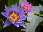 Purple and Pink Lotus